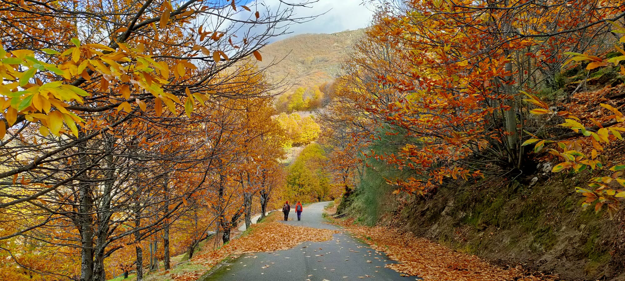 Que ver en el Valle del Jerte | Alameda del Jerte - 3